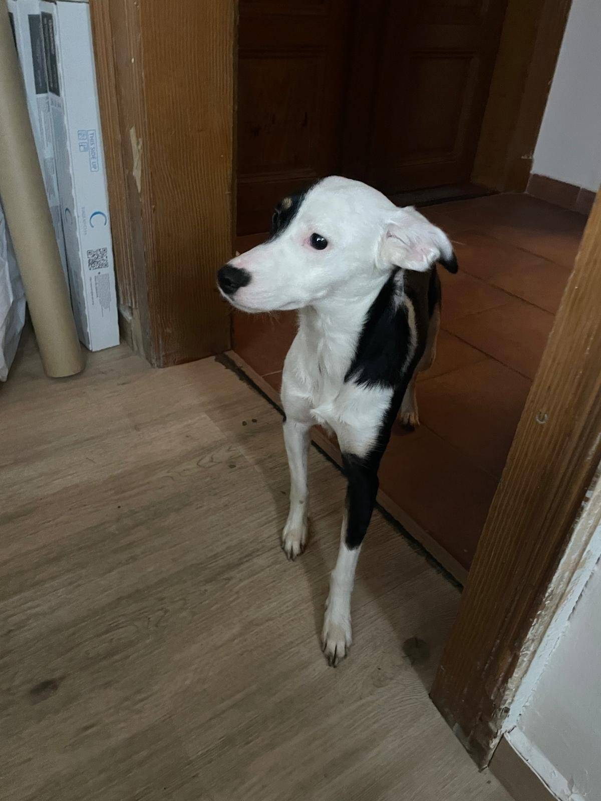 Na úřad nám přiběhl pes. Hledá majitele. Volejte paní starostce 724 184 227