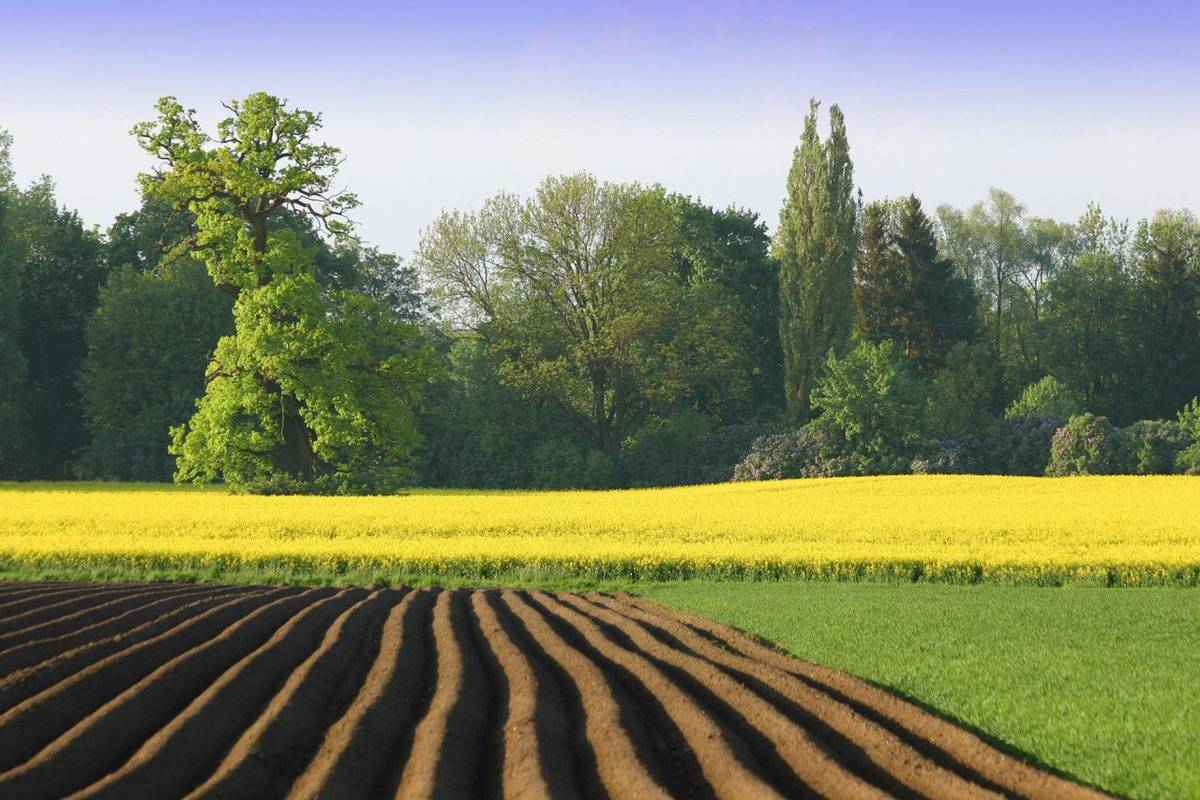 Váženi občania, AGROMIX výrobno-obchodná spoločnsoť oznamuje prenajímateľom pôdy, že do Vianoc budú vyplácať nájom za rok 2025. Nájom sa vypláca v hotovosti, naturáliach (pšenica) alebo na bankový účet.