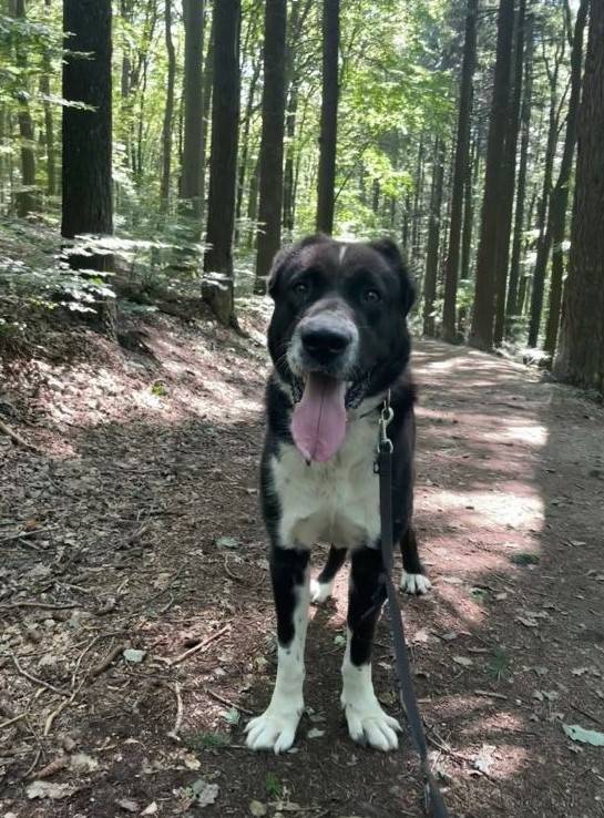 Pes byl spatřen v neděli na Soláni.