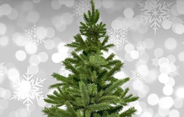 Informujeme občany, že před budovou OÚ jsou od 5.12. připraveny k prodeji vánoční stromky, za něž děkujeme farmě pana Blahouta. Cena 200,- Kč, platba na podatelně.