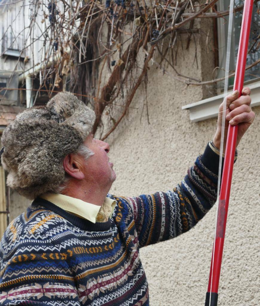 Hrozno prešlo mrazom a nastal čas zberu.