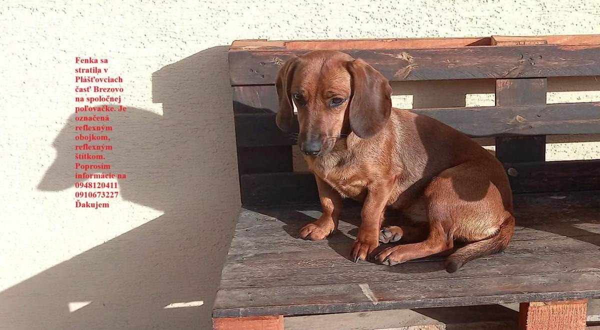 Stratil sa psík.  Dňa 04. 12. 2025 po spoločnej poľovačke sa stratila fenka Beky, Tatranského duriča v Plášťovciach časť Brezovo.