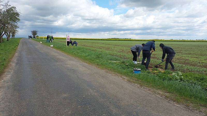 Výsadby stromů v Plaňanech a okolí