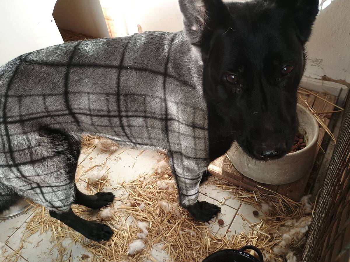 Dnes byla na ulici Nábřežní nalezena toulavá fena.  Aktuálně je umístěna v záchytu a čeká, zda se ozve majitel. Pokud ji poznáváte, nebo víte, komu patří, volejte na tel. 739 490 877. Děkujeme.