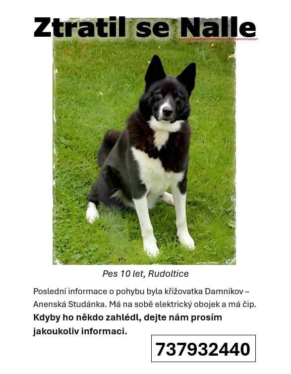 Nalle se hledá už od čtvrtka 4.12.2025, naposledy byl viděn na křižovatce Damníkov - Anenská Studánka, od té doby ani stopa. Může být kdekoliv. Kdyby ho někdo viděl nebo ho našel a má ho doma, volejte na telefonní číslo uvedené pod fotkou.