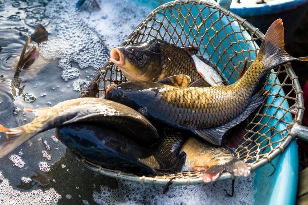 Prodej vánočních ryb před úřadem Městyse Dolní Bukovsko proběhne ve dnech 22. a 23.12. od 9 do 16 hodin.