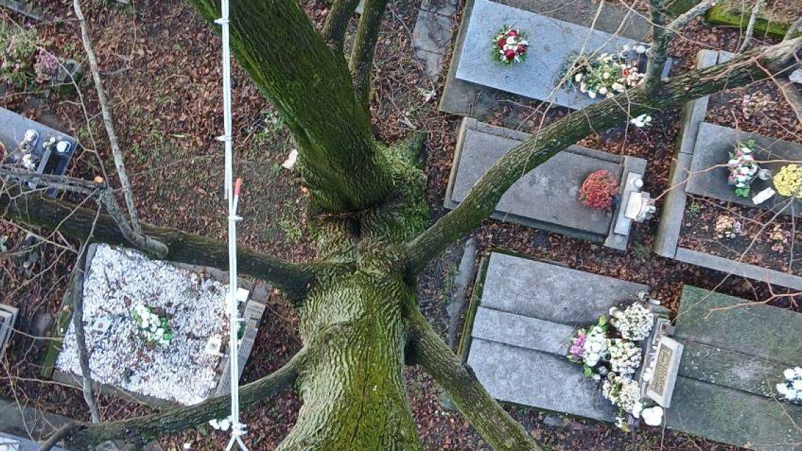 Arboristi sa venovali stromom na smolenickom cintoríne, v Brezovom háji a na uliciach Trnavská a SNP.