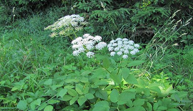 viz zpravodaj 1 2019