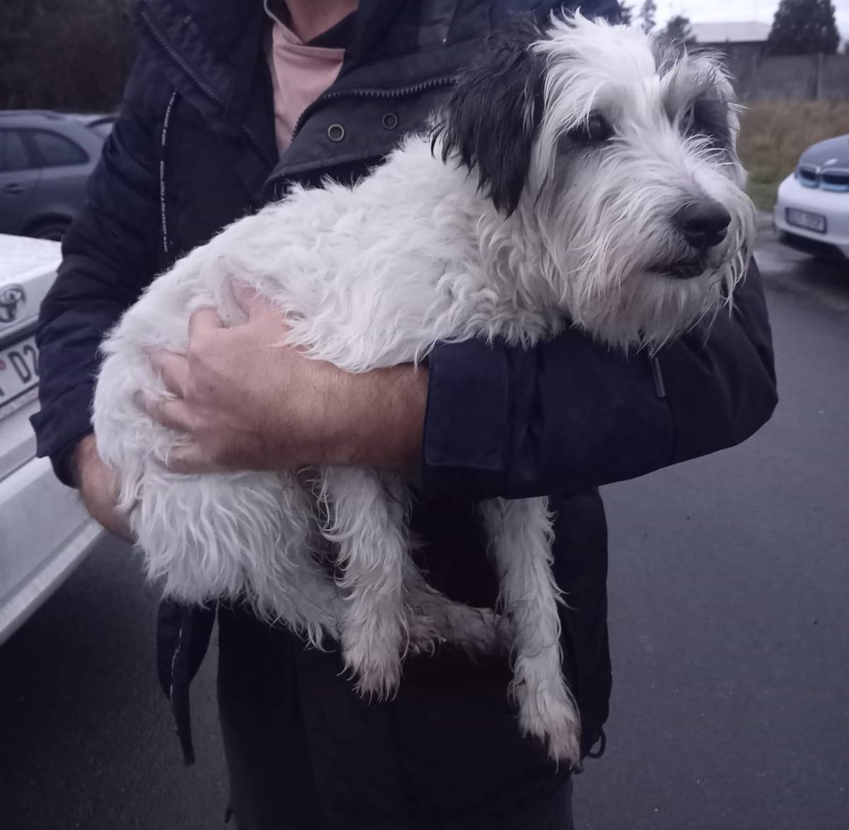 V Klínci u autobusové zastávky u dálnice byl nalazen pes. 601 001 161