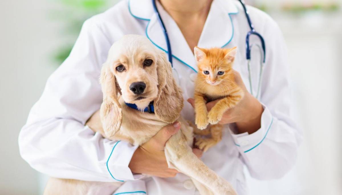 V našej obci pôsobí výjazdová veterinárna lekárka Tatiana Mikušová, ktorá poskytuje vakcináciu a čipovanie psov, mačiek, králikov a fretiek priamo u vás doma. Zabezpečuje aj antiparazitiká a základné liečivá. Pôsobí aj v okolitých dedinách.  V prípade záujmu volajte na telefónne číslo 0901708181