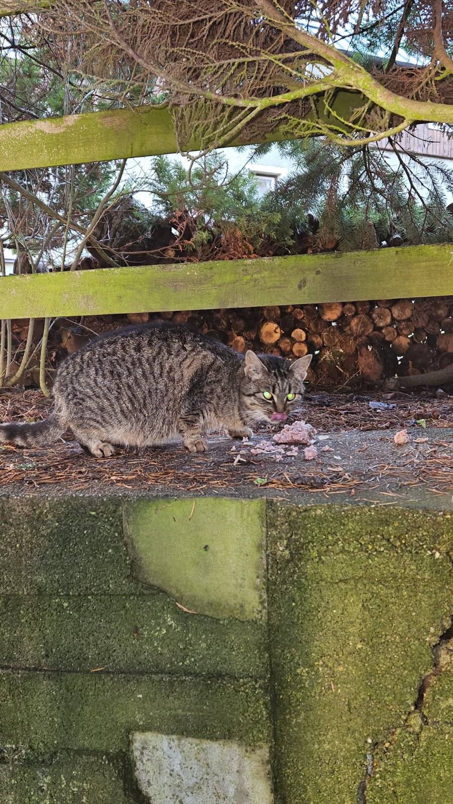 V Tisové u paní Zvěřinové se nachází nalezenec kočky. Je šedo-černá s bílou náprsenkou. Nechybí někomu?