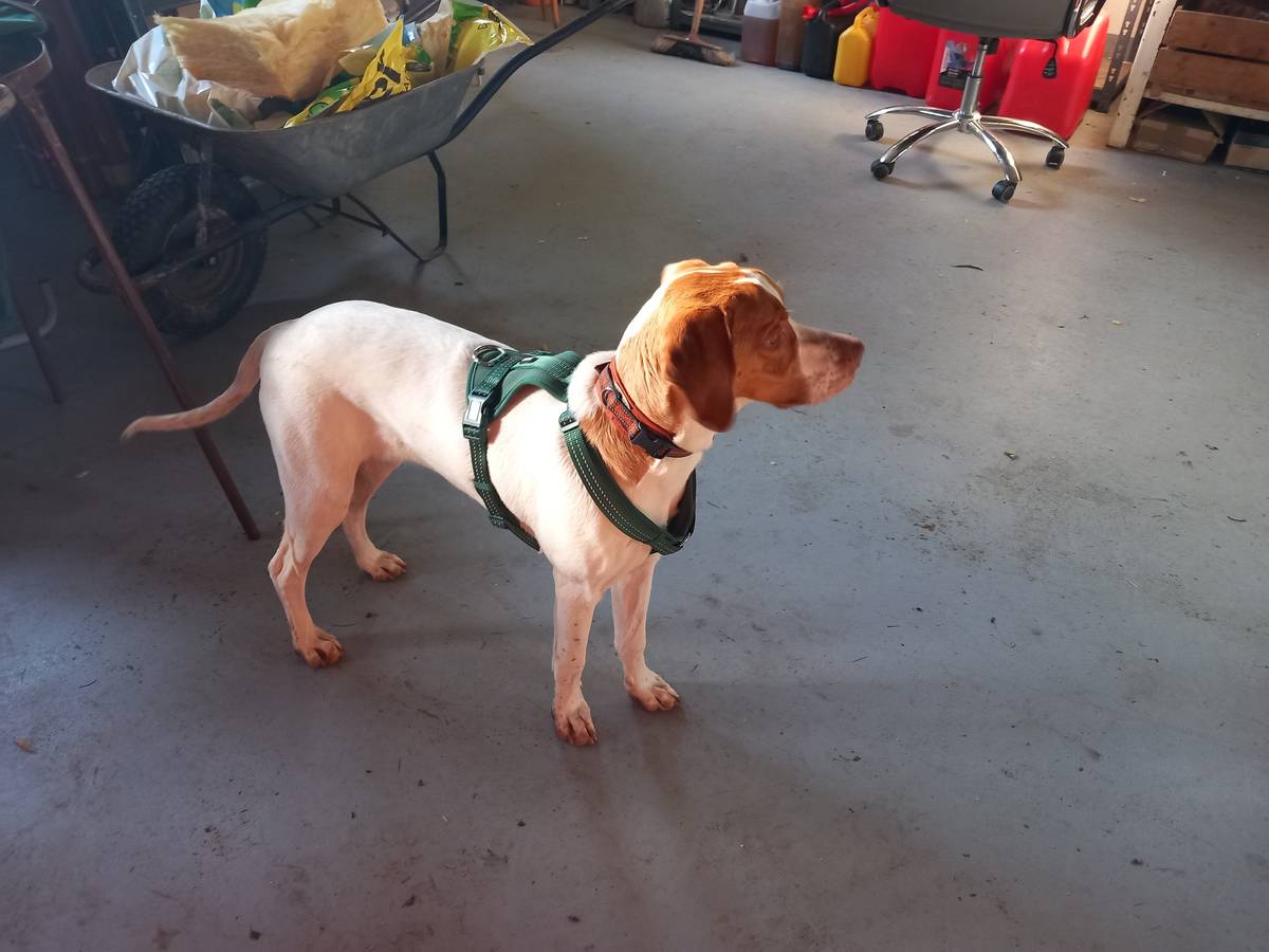 V obci Vídeň se před chvílí našel potulující pejsek. Pokud se tato zpráva dostane k majiteli pejska, volejte na mob.: 724189747.