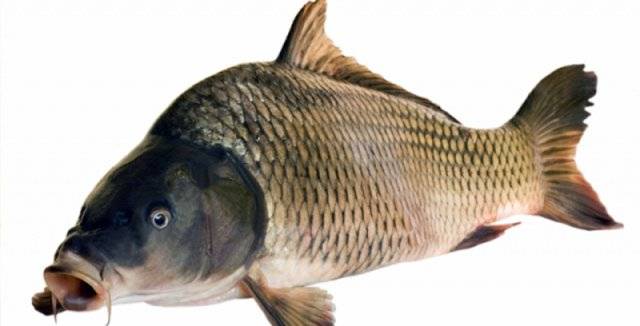 V sobotu 20 .12.2025 u hasičské zbrojnice od 12:45 - 13:00 hod. Kapr I.                   130- Kč/kg Kapr výběr         140,- Kč/kg Amur                   140,- Kč/kg Na požádání ryby zabijeme zdarma. Veselý Jaroslav Luční 1356 691 23 Pohořelice tel.: 777 610 128, 608 650 340 IČO: 12317322