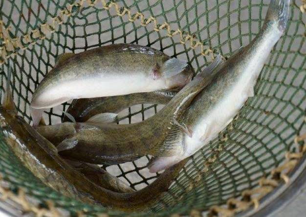 Soukromý prodejce pan Hrabal oznamuje občanům, že bude prodávat v naší obci v úterý 16. prosince před Obecním úřadem od 14.45 do 15.00 živé ryby.  Ceny prodávaných ryb:  Kapr I. třída__110,-Kč/kg  Kapr výběr_____120,-Kč/kg  Tolstolobik____65,-Kč/kg  Amur____199,- Kč/kg.