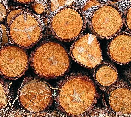 Obec Palkovice prodává dřevo v lokalitě Palkovice – Rozsušky – kulatina 136,54 m3 (borovice 30,11 m3, modřín 39,49 m3, jedle 47,57 m3 a smrk 19,37 m3) a palivové dřevo 23,13 m3 (celkem 159,67 m3), obálkovou metodou. Zájemce nabídne celkovou cenu za vytěženého dřevo bez DPH. Své nabídky můžete odevzdat na podatelně OÚ v Palkovicích č.p. 267 nebo vhodit do schránky umístěné před budovou č.p. 267, a to nejpozději do úterý 16. 12. 2025 do 10.00. Obálku označte „Dřevo Rozsušky 16. 12. 2025“. Dřevo bude odprodáno zájemci s nejvyšší nabídkou. Prohlídka možná po telefonické domluvě: 725 054 039.