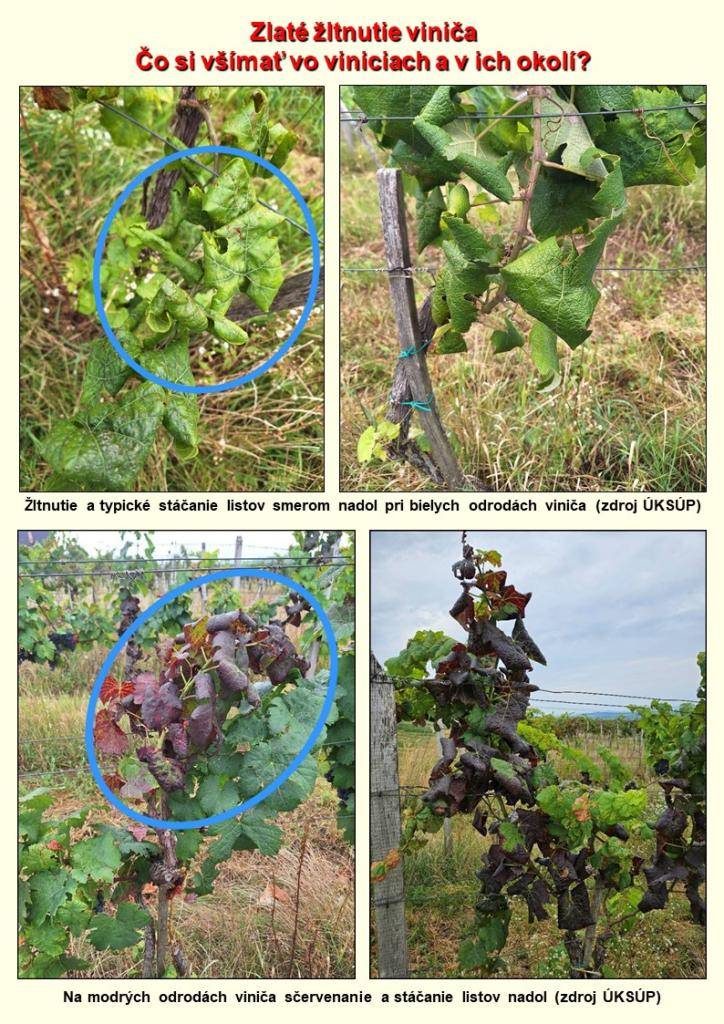 Pozvánka na online odborný seminár od Ústredného kontrolného a skúšobného ústavu poľnohospodárskeho v Bratislave