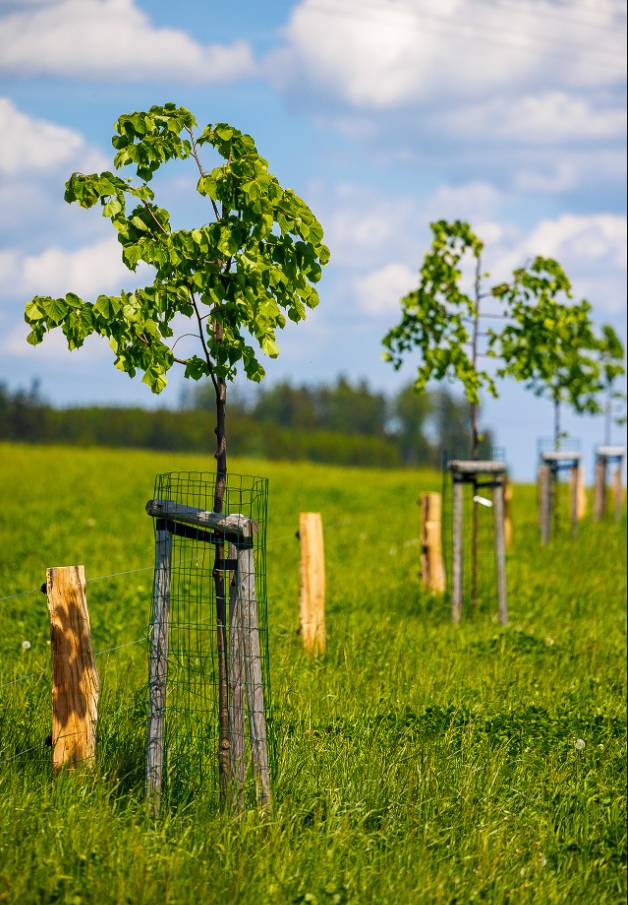V rámci náhradní výsadby došlo k obnově a vysazení 22 stromů v katastru města. Náhradní výsadbu provedla společnost AVE KLADNO a.s. za pokácení stromů v areálu firmy.     Děkujeme