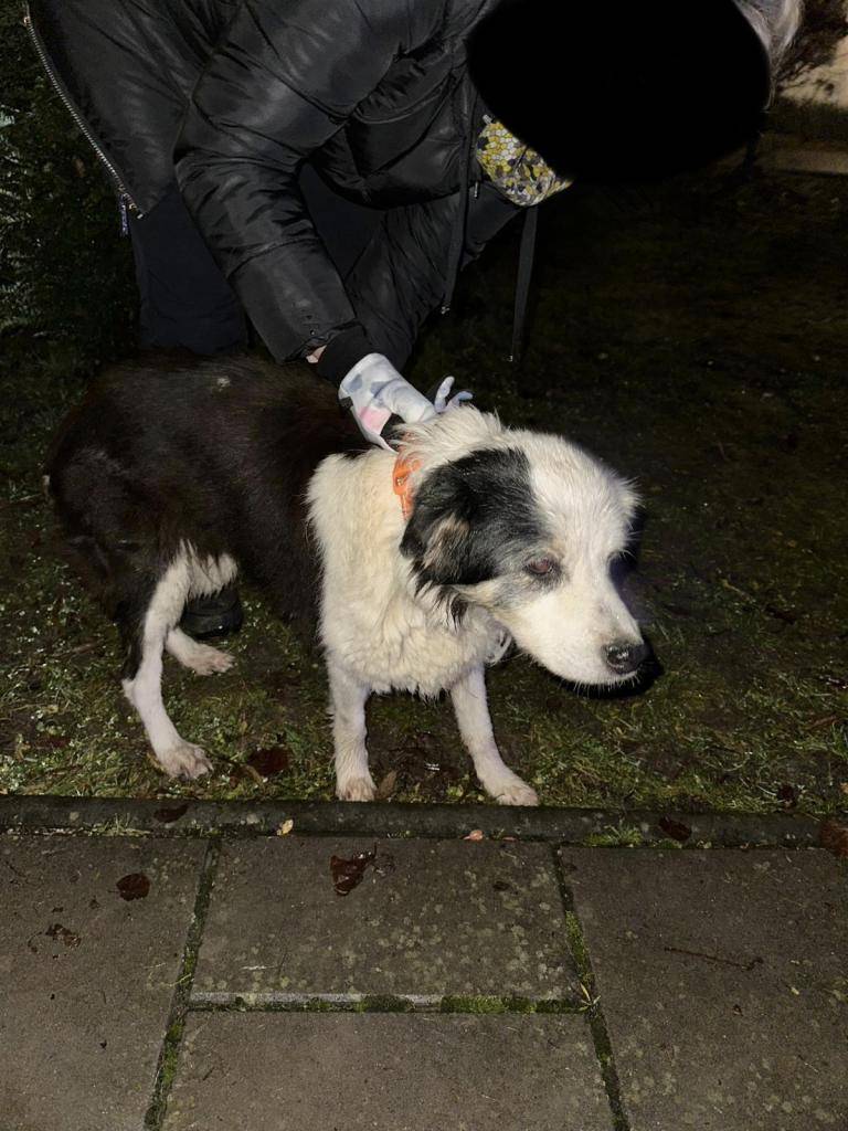 V naší obci byl dnes 10.12. nalezen bílo-černý pes s oranžovým obojkem. Pro vyzvednutí volejte na číslo 724 337 848.