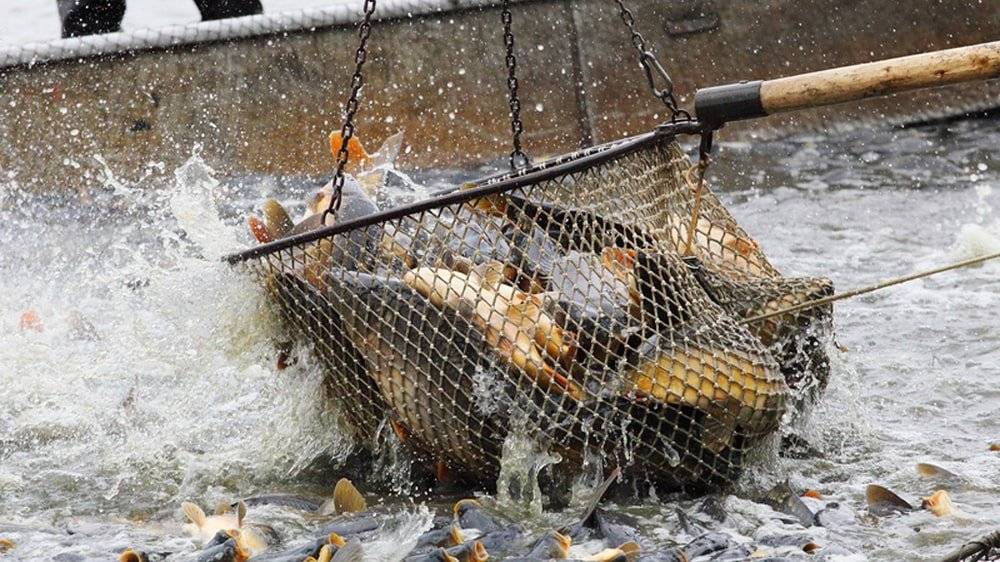 Oznamujeme občanům, že do naší obce přijede dne 19.12.2025, to je pátek v 09:00 hodin a opakovaně ve stejnou dobu dne 23.12.2025, to je úterý v 09:00 hodin pojízdná prodejna s živými rybami. Pohořelický kapr-Nabídka-Ceník Kapr 1.třída (do váhy 2,5kg) 135,-Kč/kg Amur 160,-Kč/kg Kapr výběr (nad 2,5kg) 145,-Kč/kg Prodej se uskuteční po dobu asi 1/2hodiny dle zájmu občanů před obecním úřadem.
