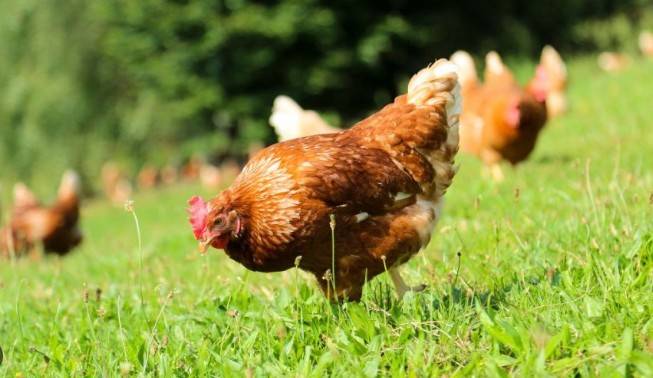 Drůbežárna Prace bude ve čtvrtek 11. 12.  ve 13:05 hod. prodávat:     slepice po roce snášky za 140 Kč, krmivo pro drůbež a králíky, vitamínové doplňky  a dále pak vykupovat králičí kožky - cena 10 Kč/ks.