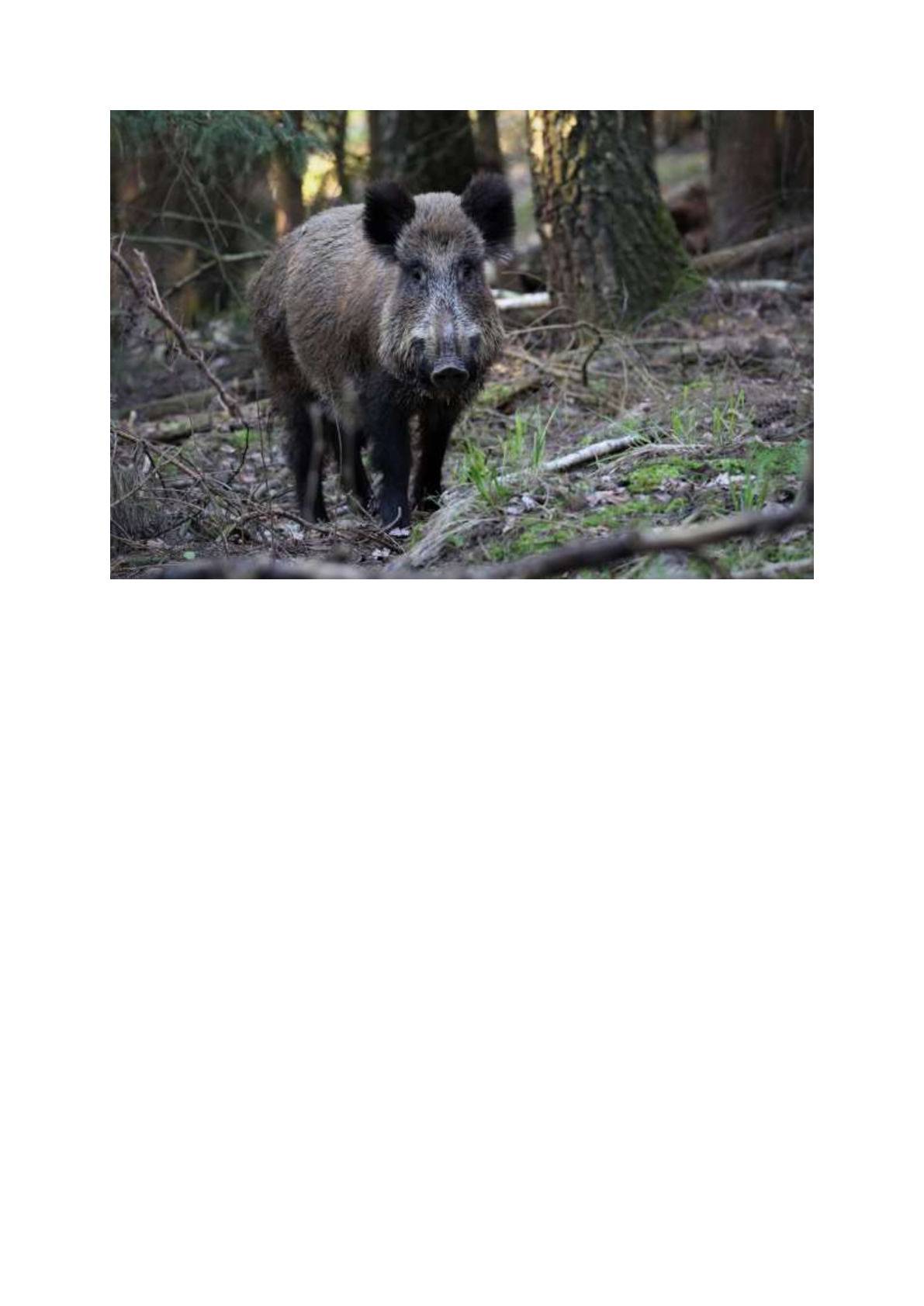 Poľovnícka spoločnosť Bošáca oznamuje občanom, že zajtra dňa 13.12.2025 v čase od 8:00hod. do 13:00hod. sa uskutoční spoločná poľovačka na diviačiu zver v lokalitách Rolincová, Skalica, Hlohová, Dolinky, Rudziny, Landrovec. Prosíme občanov, aby sa z bezpečnostných  dôvodov v uvedenom čase nezdržiavali v daných lokalitách. Ďakujeme za pochopenie.