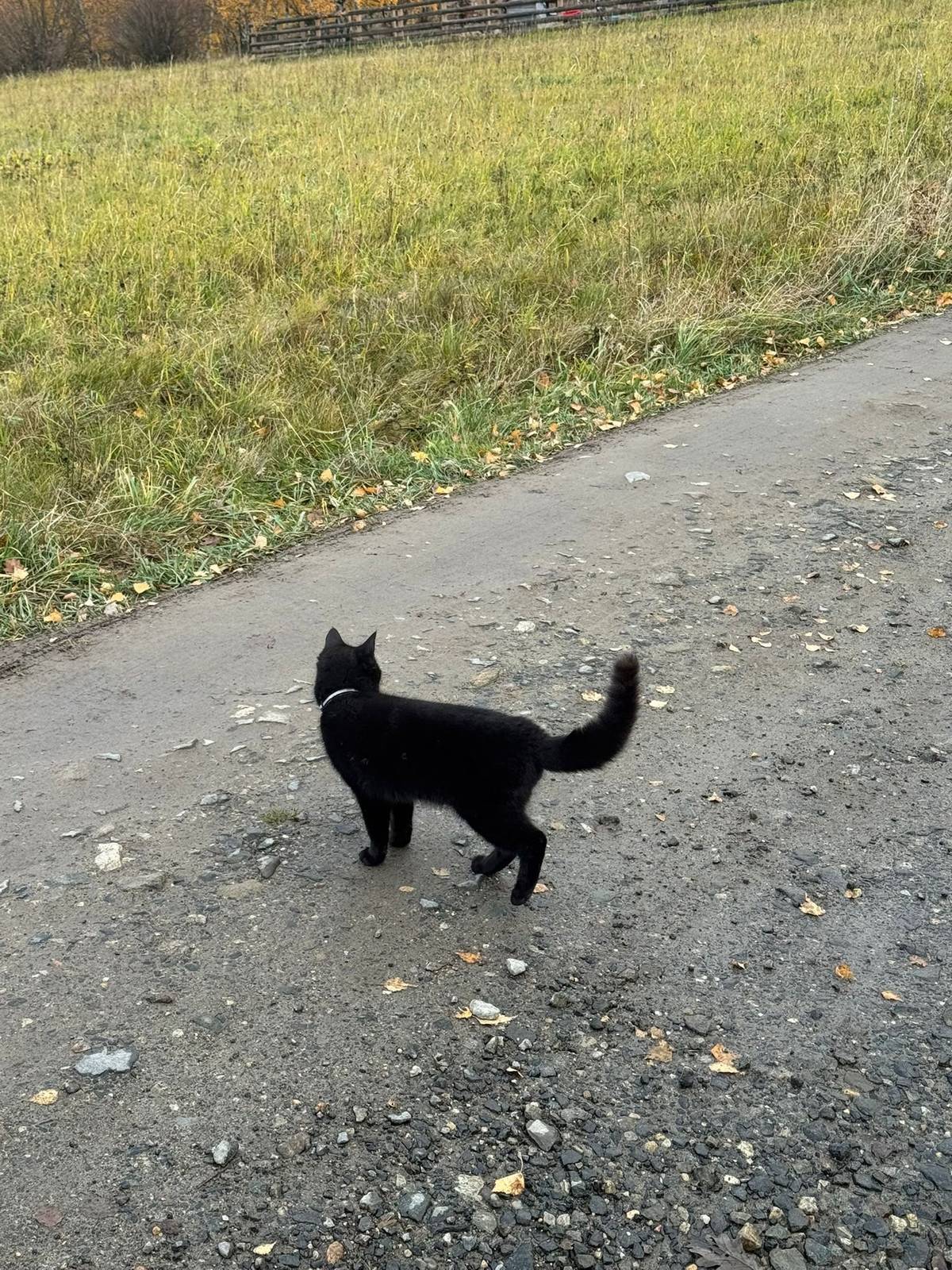 Dobrý večer do Blatna,hledá se kocourek...Prosíme naleznete,volejte na 602460741.S díky vaše Blatno.