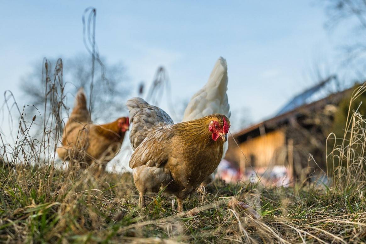 Státní veterinární správa potvrdila výskyt newcastleské choroby drůbeže v katastrálním území Trnobrany na Litoměřicku. V reakci na to byla vyhlášena mimořádná veterinární opatření v okolních obcích. Město Litoměřice spadá do takzvaného pásma dozoru. Newcastleská choroba, označovaná také jako pseudomor drůbeže, je vysoce nakažlivé virové onemocnění ptáků, které může vést k hromadným úhynům. Pro člověka není nebezpečné. V pásmu dozoru platí zvýšená preventivní opatření, která se týkají především chovatelů drůbeže. Ti jsou povinni zamezit kontaktu chovaných ptáků s volně žijícím ptactvem, dodržovat zvýšená hygienická a dezinfekční pravidla a sledovat zdravotní stav ptáků. Jakýkoli úhyn nebo podezření na onemocnění je nutné okamžitě hlásit Státní veterinární správě. Chovatelé jsou zároveň povinni nahlásit obci údaje o svých chovech nejpozději do 19. prosince. Dočasně je rovněž zakázáno přemisťování drůbeže, vajec a dalších produktů, stejně jako pořádání výstav, trhů nebo jiných akcí se shromažďováním ptáků. Opatření budou platit minimálně 30 dní, jejich délka se může měnit podle dalšího vývoje situace. Podrobné informace a formuláře pro chovatele jsou k dispozici na webových stránkách Státní veterinární správy. Jen několik dní před potvrzením newcastleské choroby byla v regionu zaznamenána také ptačí chřipka u volně žijících ptáků. Dne 4. prosince byla u cyklostezky v Terezíně z řeky Ohře vylovena uhynulá labuť, u které laboratorní vyšetření potvrdilo vysoce patogenní virus ptačí chřipky (H5N1). Více informací v dokumentu na tomto odkazu.