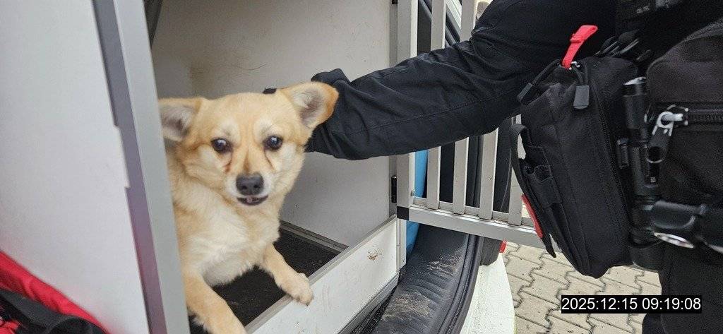 Dne 15. 12. 2025 převzala hlídka MP Úpice nález psa, který byl nalezen dne 14. 12. 2025 ve večerních hodinách v Radči u Mostolinky v Úpici.  Pes je malého vzrůstu, světle hnědý, bez registrovaného čipu. Z tohoto důvodu byl dne 15. 12. 2025 odvezen do útulku v Trutnově. Tel.: 603 872 653