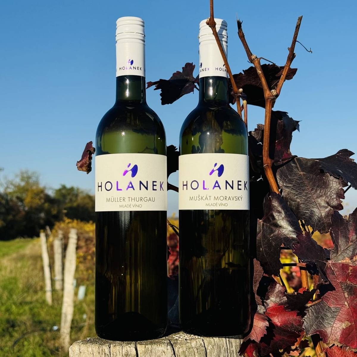"Vinařství Holánek přijede ve čtvrtek (18.12.) s pojízdnou vinotékou. Tento týden přiveze vinařství Holánek akční vánoční kartony se slevou 25%, vína sudová 80-90 Kč/litr, vína lahvová výběr z hroznů, pozdní sběr 150-250 Kč. V akci polosladký Sylván zelený za 160 Kč a suché Veltlínské zelené za 120 Kč. Poslední možnost nákupu před vánočními svátky.  Vinotéka bude stát od 16:10  -  16:30 u Obecního úřadu ."