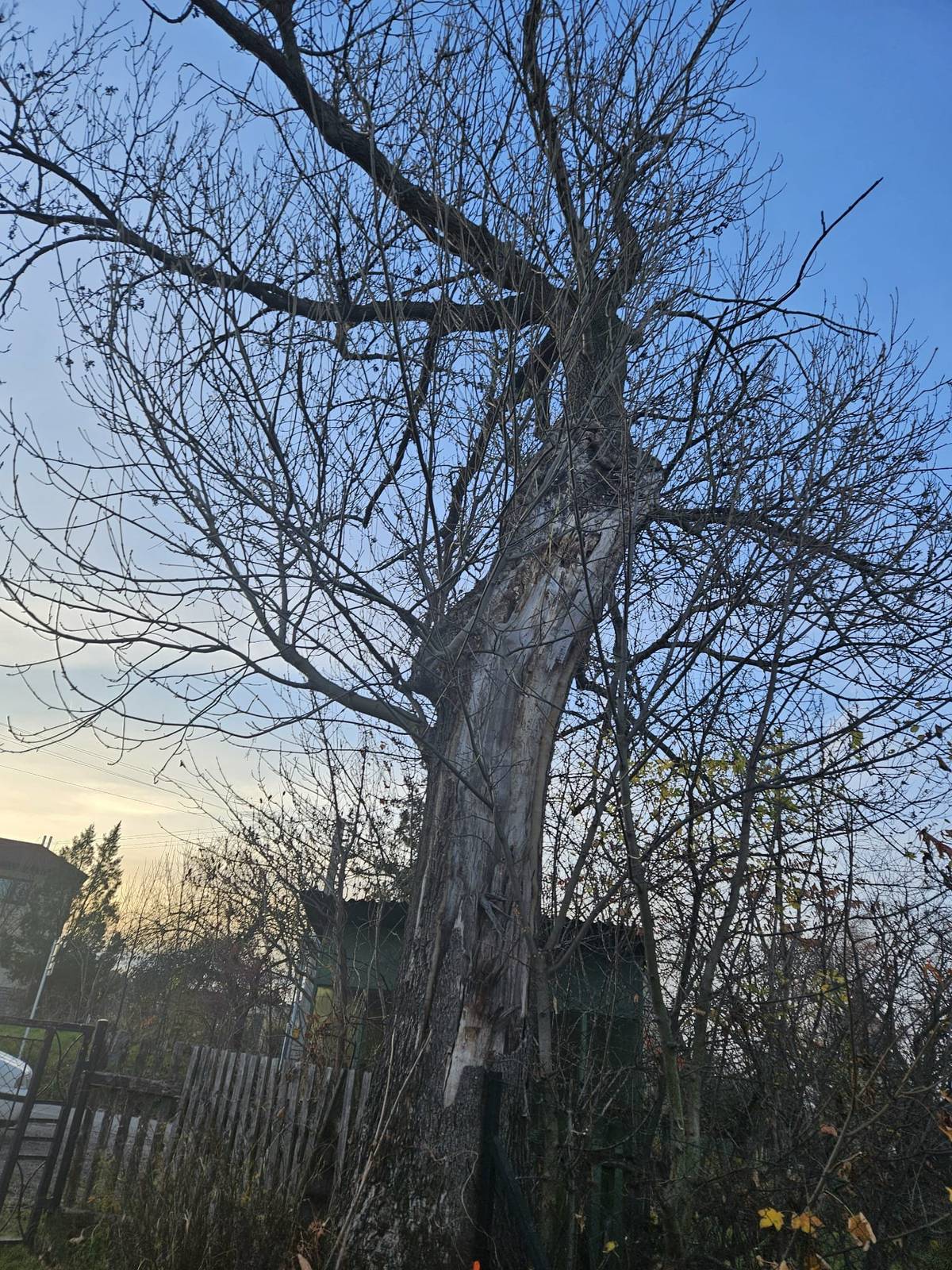 Čekárna ve Ctětíně. V minulém týdnu byla odstraněna čekárna u autobusové zastávky ve Ctětíně. Některé z Vás zajímá proč. Důvodů je několik. U zastávky se nacházel jasan, který byl v havarijním stavu a bylo nutné tento strom z místa odstranit, aby nedošlo k ohrožení života, zdraví osob anebo ke škodě na majetku. Firma provádějící rizikové kácení, požádala o odstranění čekárny z důvodu přístupu na místo kácení. Čekárna by byla zřejmě poškozena nebo zničena padajícími větvemi a kusy dřeva. Čekárna se po kácení měla vrátit zpět na místo, do doby, než bude postavena nová. Bohužel čekárna má svá nejlepší léta za sebou. Je shnilá, drátěná skla jsou popraskaná a není možné zajistit její bezpečné znovu zprovoznění. Budeme se tedy snažit, aby v nejbližší době byla postavena čekárna nová, blíže ke komunikaci a s lepším rozhledem. S ohledem na bezpečnost našich dětí a občanů, byla řešená ještě jiná varianta, ale ta bohužel nevyšla. Dalším důvodem, proč čekárna nebude na stejném místě je fakt, že zastávka byla vybudována zčásti na soukromém pozemku. Obec se snaží postupně vady, které pocházejí z minulosti odstraňovat. Nepřesností a nesouladů v katastru nemovitostí je ovšem obrovské množství a nemohou být všechny vyřešeny obcí z důvodu časové náročnosti a byrokracie. Možná dle fotek vypadá kácení stromu jednoduše, ale zajistit příslušná povolení, odborná vyjádření a skloubit vše tak, aby to v jeden den a ve vyhrazeném čase vše dopadlo a vše bylo připravené, jednoduché nebylo a to i s ohledem na Vás občany, kterých se dotklo odpojení el. proudu, které bylo nezbytné.   Pokud máte nějaký návrh, jak by mohla nová zastávka vypadat, pošlete nám ho. Nejlépe emailem na ctetin@post.cz.