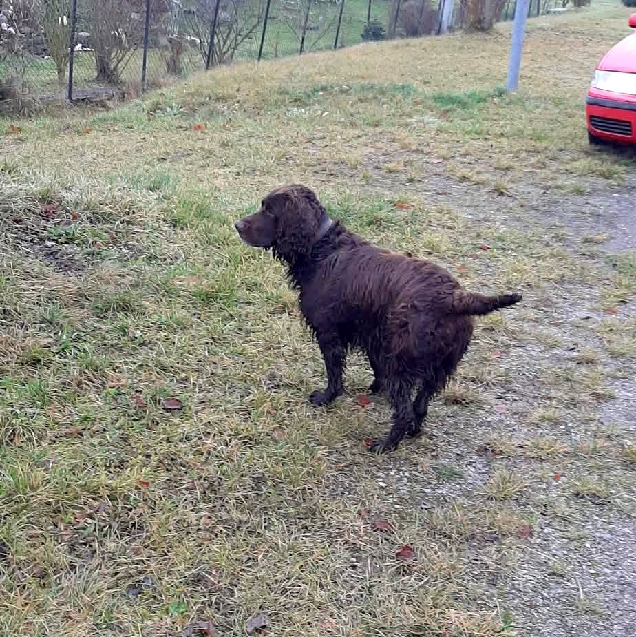 V neděli byl v Ražicích u nádraží nalezený větší pes, tmavé barvy (fotky v příloze). Pokud ho poznáváte a víte, komu patří, kontaktujte starostku obce Ražice na telefonu 724 189 797. Děkujeme.