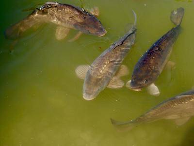 21. -23. 12.2025 od 9-18hod, kapr výběr 145,-/1kg, amur 155,-/1kg