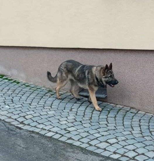 Nepostrádá někdo psa? V katastru obce Hvězdoňovice se potuluje německý ovčák.