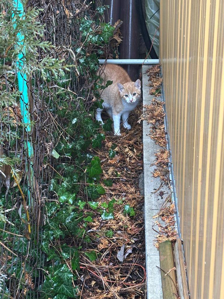 Od čtvrtka 11. 12. 2025