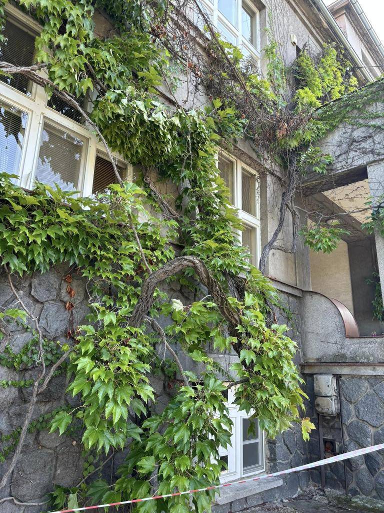 Vítr a zub času bohužel vykonal své dílo na jedinečné výzdobě naší školy. Vlivem větru byla narušena stabilita celého porostu. Jeho obnova nějakou chvíli potrvá, ale můžeme mluvit o štěstí, že k této situaci došlo během letních prázdnin...