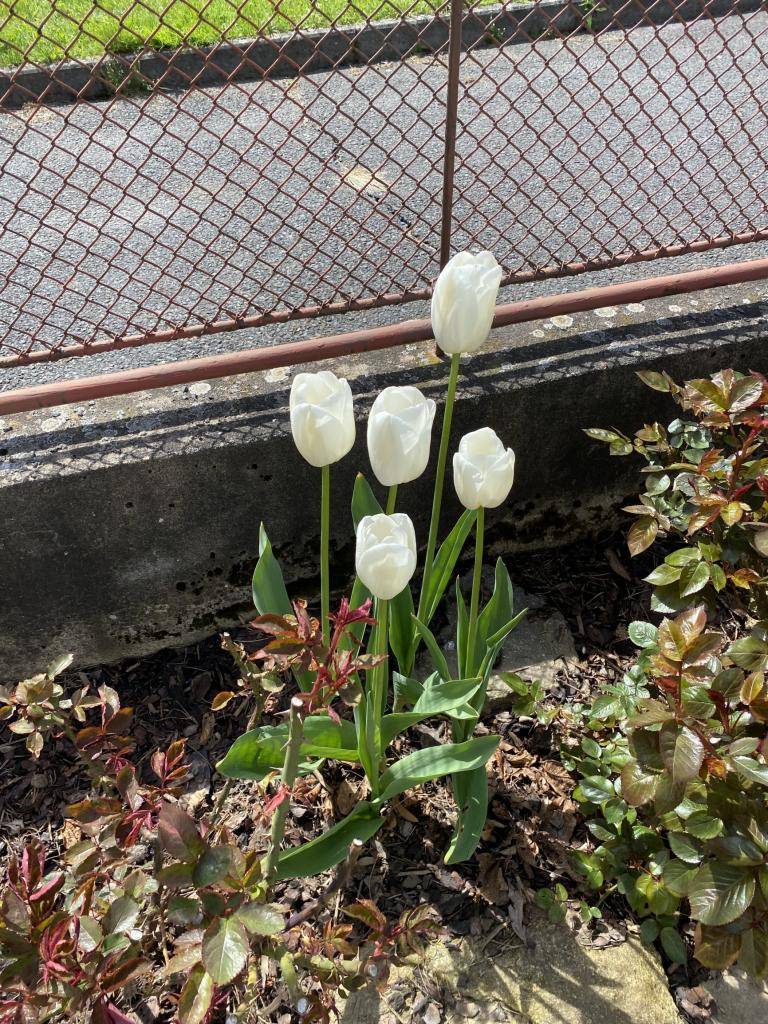 Obec Postřekov vyhlašuje čtvrtý ročník soutěže o nejhezčí květinovou výzdobu.