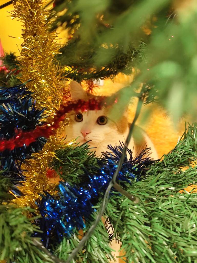 Zdobení vánočního stromečku s dětmi ze speciální třídy probíhalo za doprovodu různých emočních reakcí. Některé děti byly ozdobičkami fascinované, jiné z nich měly trochu strach.    Od samého začátku se do dění zapojil i náš terapeutický kocour, který se pustil do odstrojování pracně nazdobeného stro