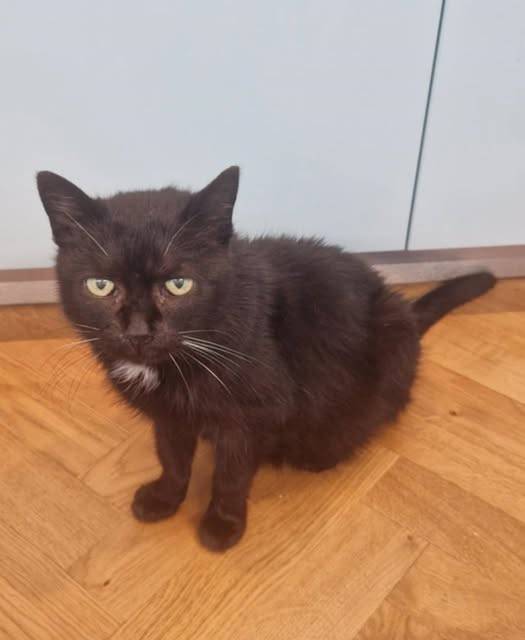 Hledáme majitele nalezené kočky v obci Vejprnice (barva černá s bílou náprsenkou), která byla nalezena 28.11. v obci Vejprnice. Kontaktní telefon 724 283 728. Za sdílení děkujeme. OÚ Vejprnice