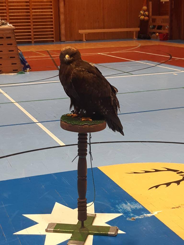 Naše sportovní hala se začátkem prosince nečekaně proměnila v království dravců. Navštívil nás totiž sokolník, pan Záleš, se svým vzdělávacím programem.