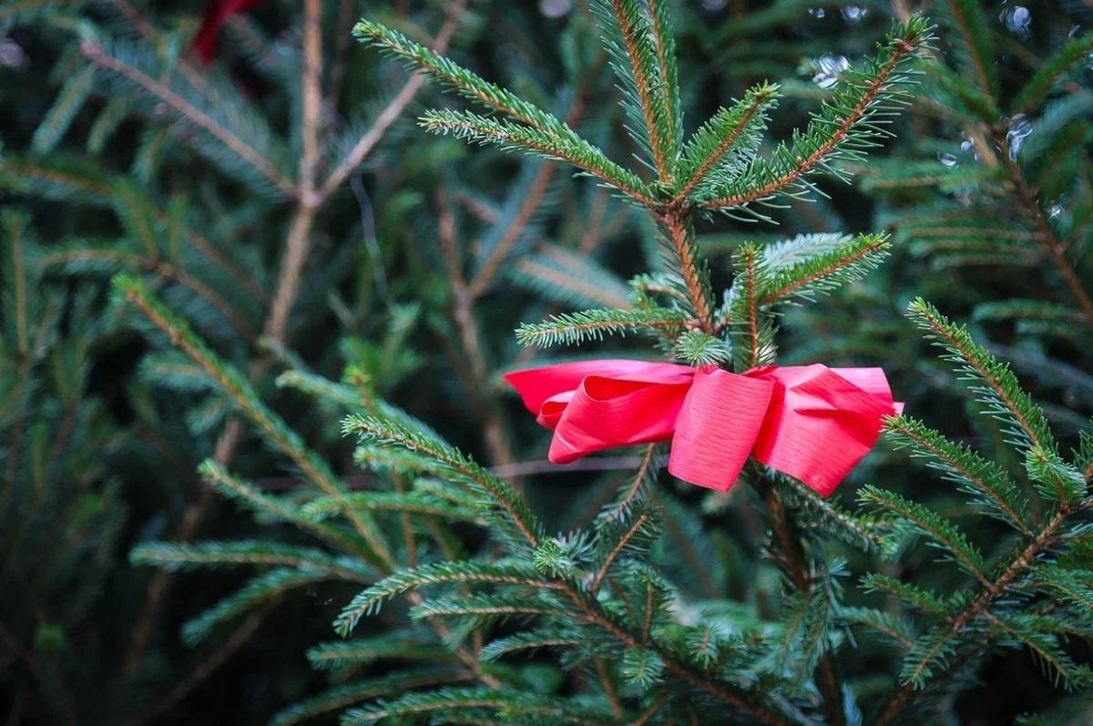 Vážení spoluobčané,   chtěli bychom vás tímto informovat, že Obecní úřad bude v tyto dny 22.12. 2025 - 4.1. 2026 uzavřen pro důvod celozávodní dovolené. Vyřiďte si důležité záležitosti již dnes nebo ve středu 17.12. , poté to bude možno až od 5.1. 2026.   Ověřování dokumentů, Czech point máte nejblíž na Městském úřadě ve Stříbře.   Děkujeme za pochopení, s pozdravem.   Obecní úřad Benešovice