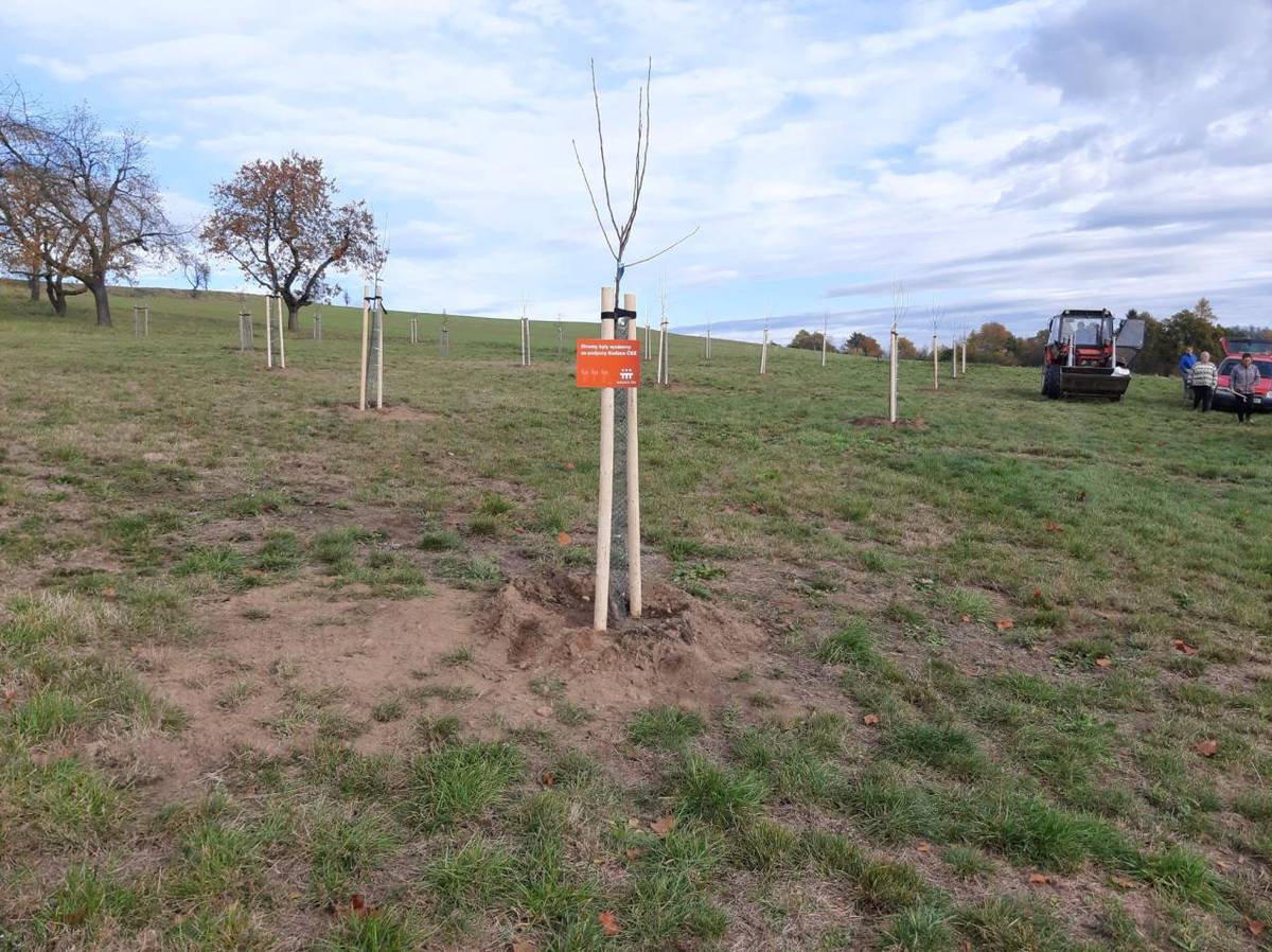 Dne 7.11. proběhlo vysázení 14 jabloní do ovocného sadu ve spolupráci dětí z mateřské školy a žáků druhého stupně základní školy. Akce proběhla s finanční podporou od Nadace ČEZ.