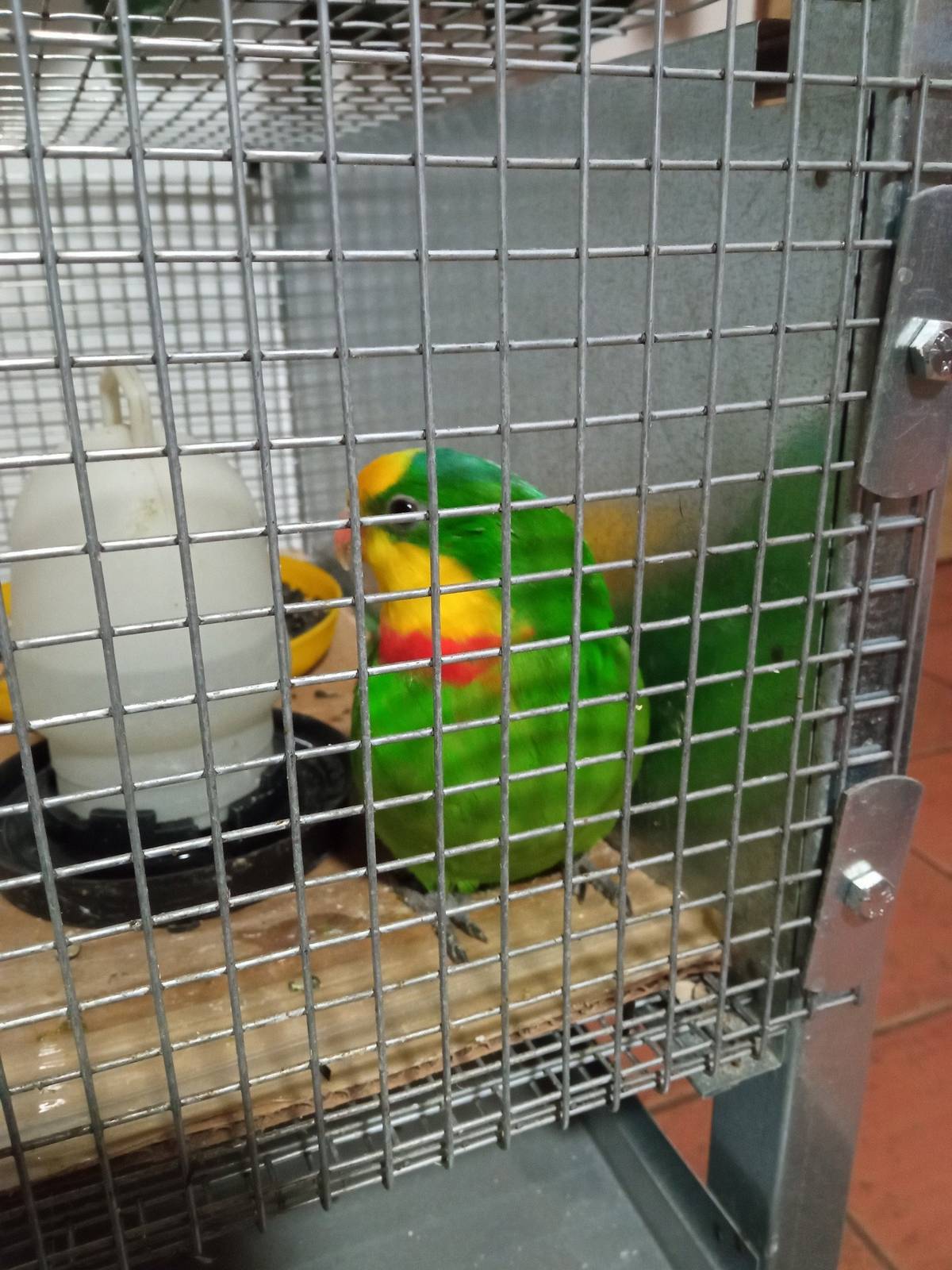 Neuletěl někomu papoušek nádherný (samec), nalezen u zdravotního střediska v Raspenavě. https://www.facebook.com/waldemar.stehlik