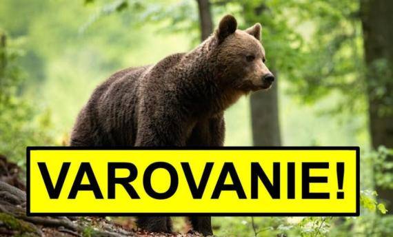 Pohyb medveďa hnedého v katastri obce Čereňany