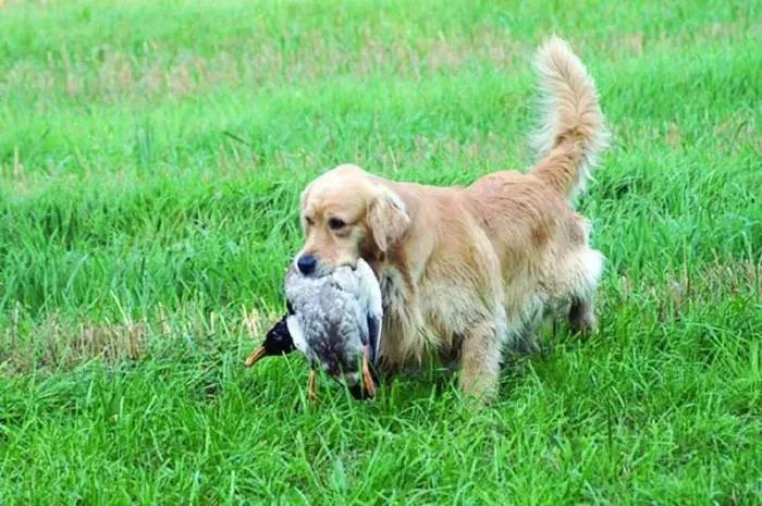 Upozorňujeme majitele psů, že je zakázáno vyhláškou obce Dolní Bojanovice č. 4/2012 a zákonem o myslivosti č. 449/2001sb.§10, volné pobíhání psů bez vodítka mimo obec (i v obci). V poslední době bylo nalezeno větší množství zvěře prokazatelně usmrcené psem. Prosíme, buďte ohleduplní k přírodě. Obrázek je ilustrační.