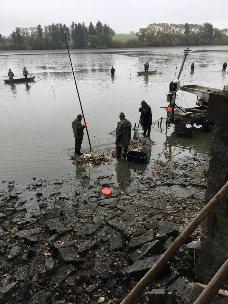 24.října se uskutečnil výlov rybníka