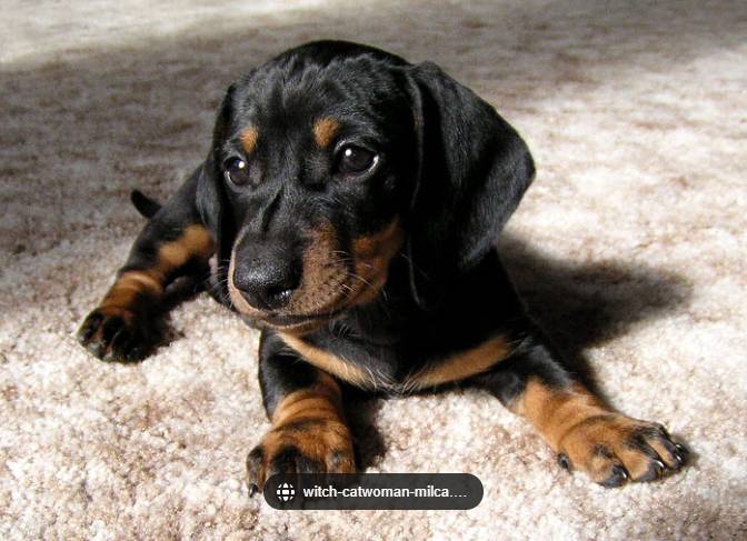 Dovolujeme si připomenout, že poplatek za psa je již po termínu úhrady. Prosíme všechny, kteří ještě neuhradili, aby tak učinili.   Místní poplatek ze psů ve výši 200 Kč za jednoho a každého dalšího psa.