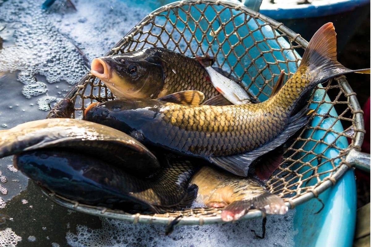 Soukromý prodejce pan Hrabal oznamuje občanům, že bude prodávat v naší obci v pondělí 22. prosince živé ryby v době od 11,30 hodin, zdrží se dle zájmu ( asi 15 minut )                  Místo prodeje: parkoviště u kostela  Ceny prodávaných ryb: Kapr I. třída       110,-Kč/kg Kapr výběr         120,-Kč/kg