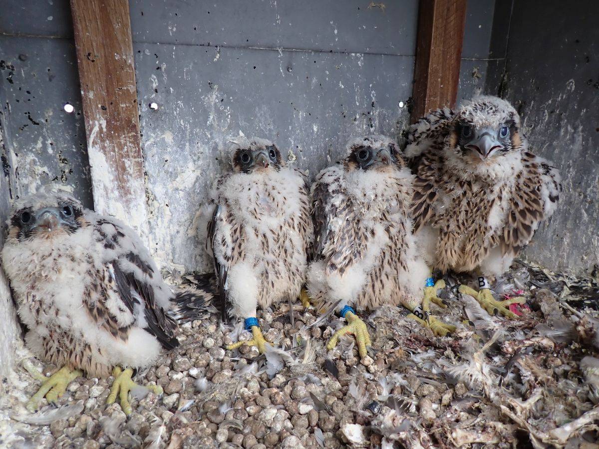 V Dukovanech mají energetici další sokolí strážce, sokolí pár už potřetí vyseděl další čtyřčata