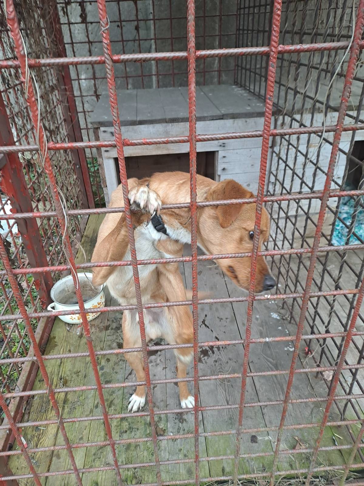 Včera byl na náměstí v Hronově odchycen pes - viz foto. Vyzýváme majitele, aby se neprodleně přihlásil na městské policii - 491401155.