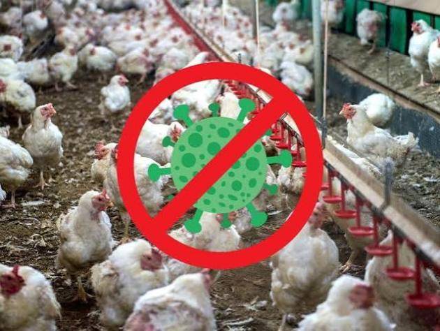 RVPS L. Mikuláš informuje občanov a chovateľov hydiny a vtákov o nepriaznivej nákazovej situácii, čo sa týka vtáčej chrípky.